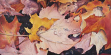 Fallen Leaves