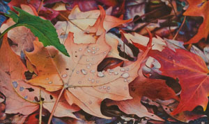 The Secret Life of Leaves