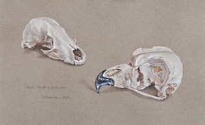 Skulls, Hunter and Hunted