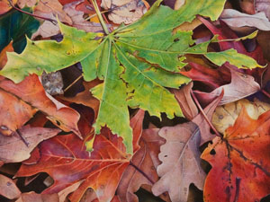 Leaf Litter